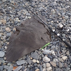 ツバクロエイの釣果