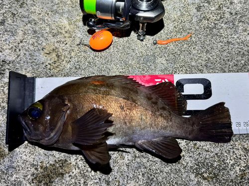 メバルの釣果