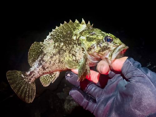 ムラソイの釣果