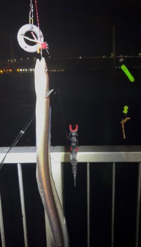 マアナゴの釣果