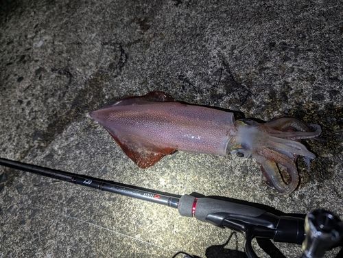 ケンサキイカの釣果