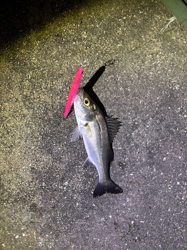スズキの釣果