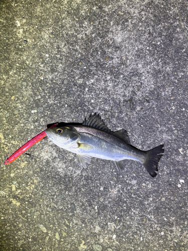 スズキの釣果