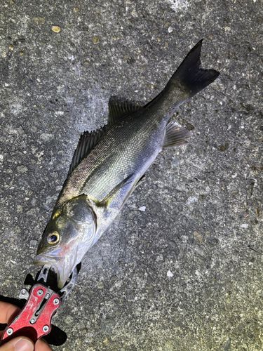 スズキの釣果