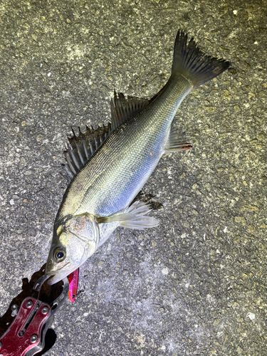 スズキの釣果