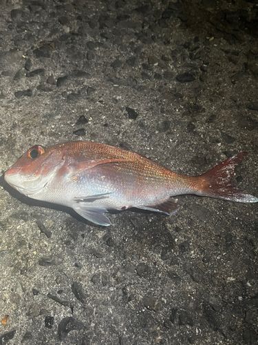 タイの釣果