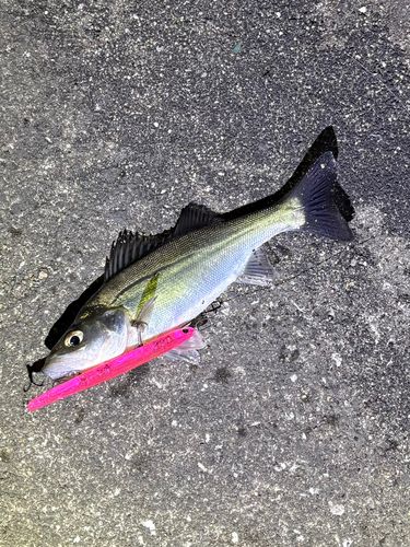 スズキの釣果