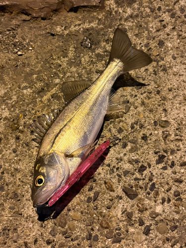 スズキの釣果