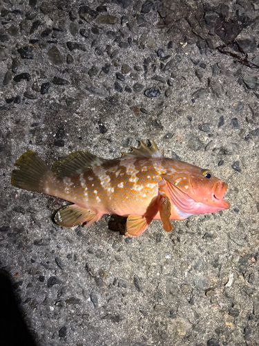キジハタの釣果