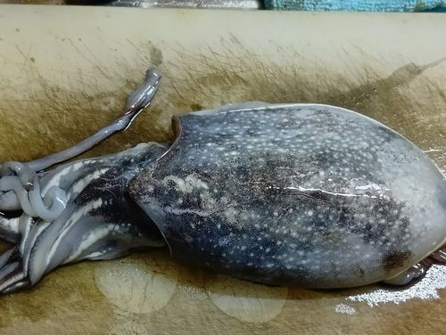 シリヤケイカの釣果