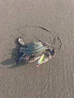 ワタリガニの釣果