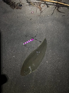 シタビラメの釣果