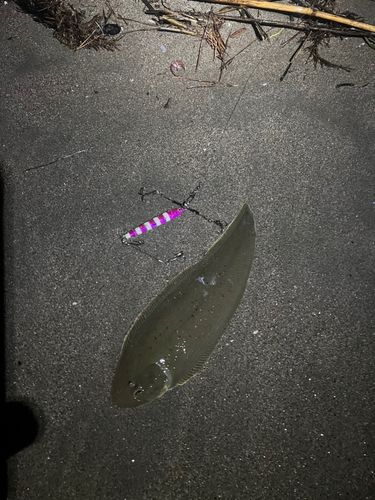 シタビラメの釣果