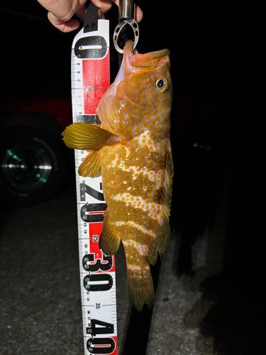 キジハタの釣果