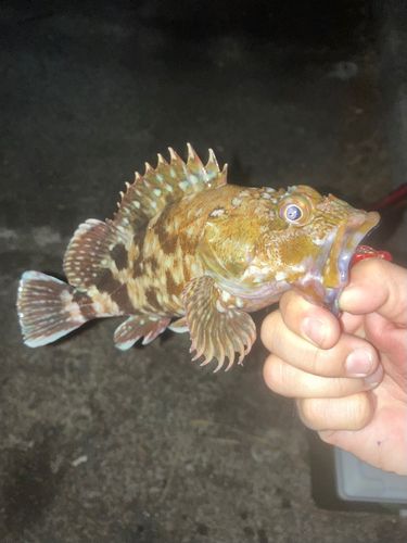 カサゴの釣果