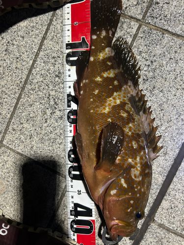 アコウの釣果