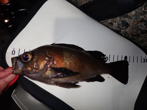 メバルの釣果