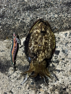 コウイカの釣果