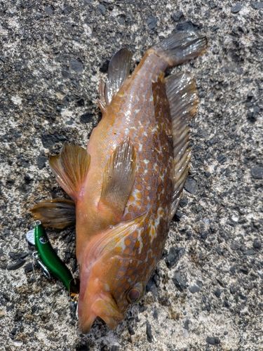 アコウの釣果