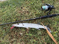 オニカマスの釣果