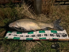 ソウギョの釣果