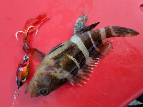 アオハタの釣果