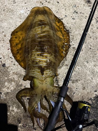 アオリイカの釣果