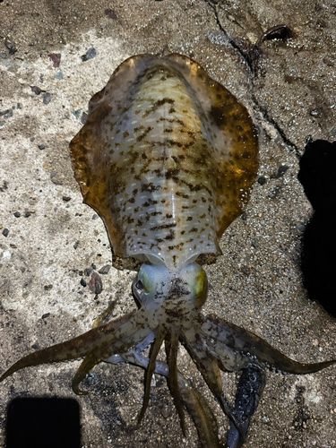 アオリイカの釣果