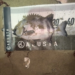 イシダイの釣果