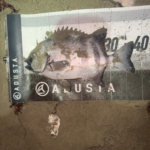 イシダイの釣果