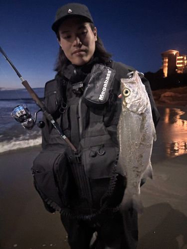 セイゴ（ヒラスズキ）の釣果