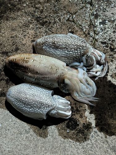 コウイカの釣果