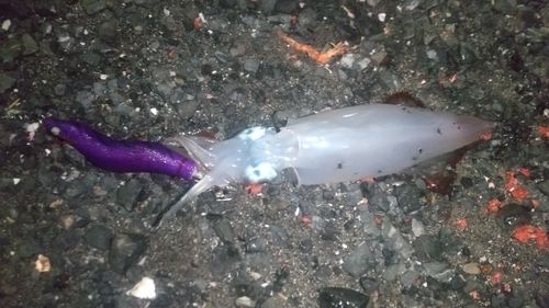 ケンサキイカの釣果