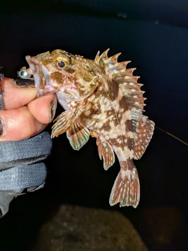カサゴの釣果