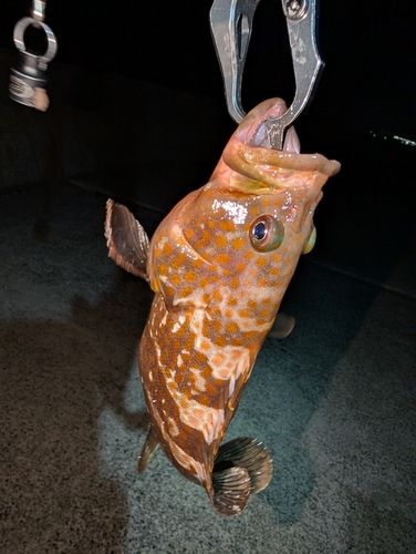 キジハタの釣果