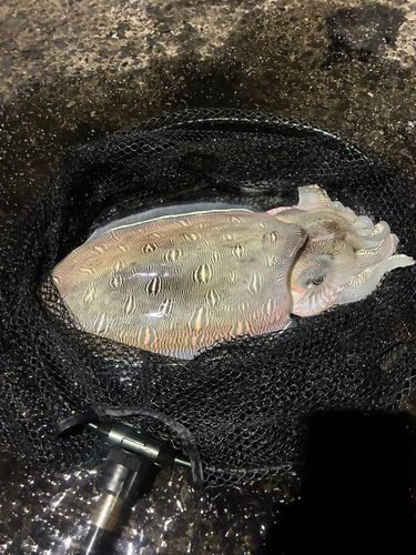 モンゴウイカの釣果