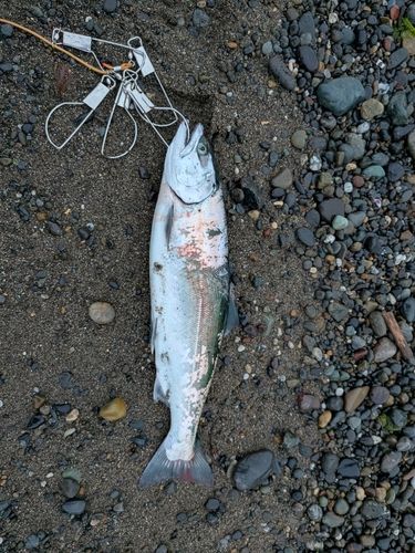 サクラマスの釣果