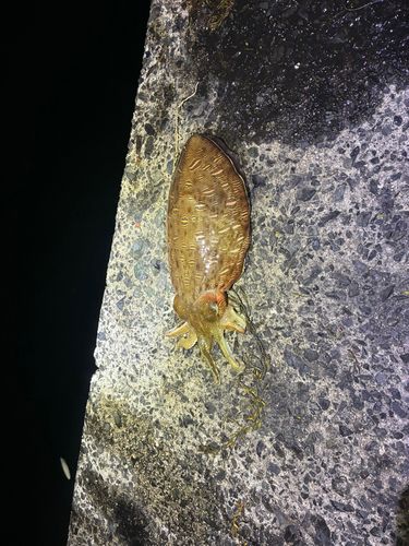 モンゴウイカの釣果