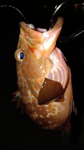 アコウの釣果