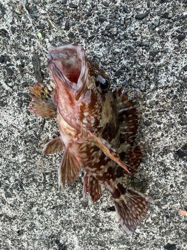 カサゴの釣果