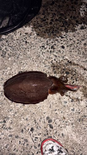 モンゴウイカの釣果