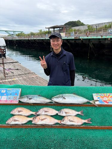 マダイの釣果