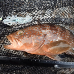 キジハタの釣果