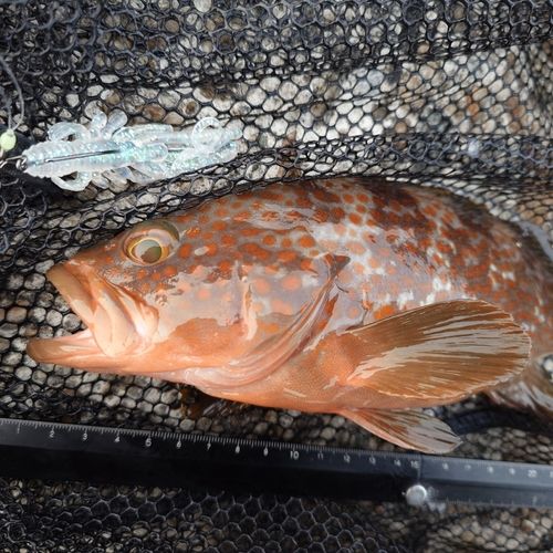 キジハタの釣果