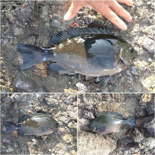 グレの釣果
