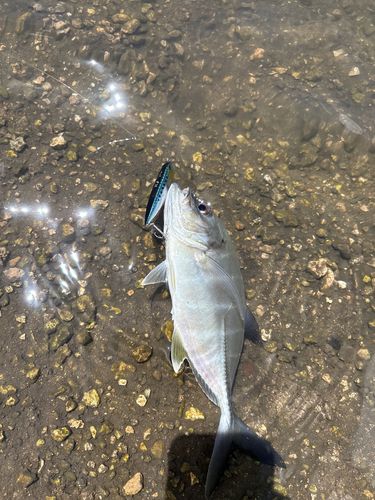 メッキの釣果