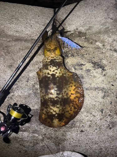 アオリイカの釣果