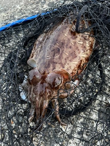 モンゴウイカの釣果