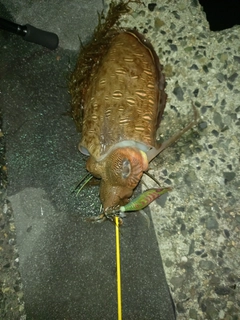 モンゴウイカの釣果