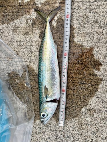 サバの釣果
